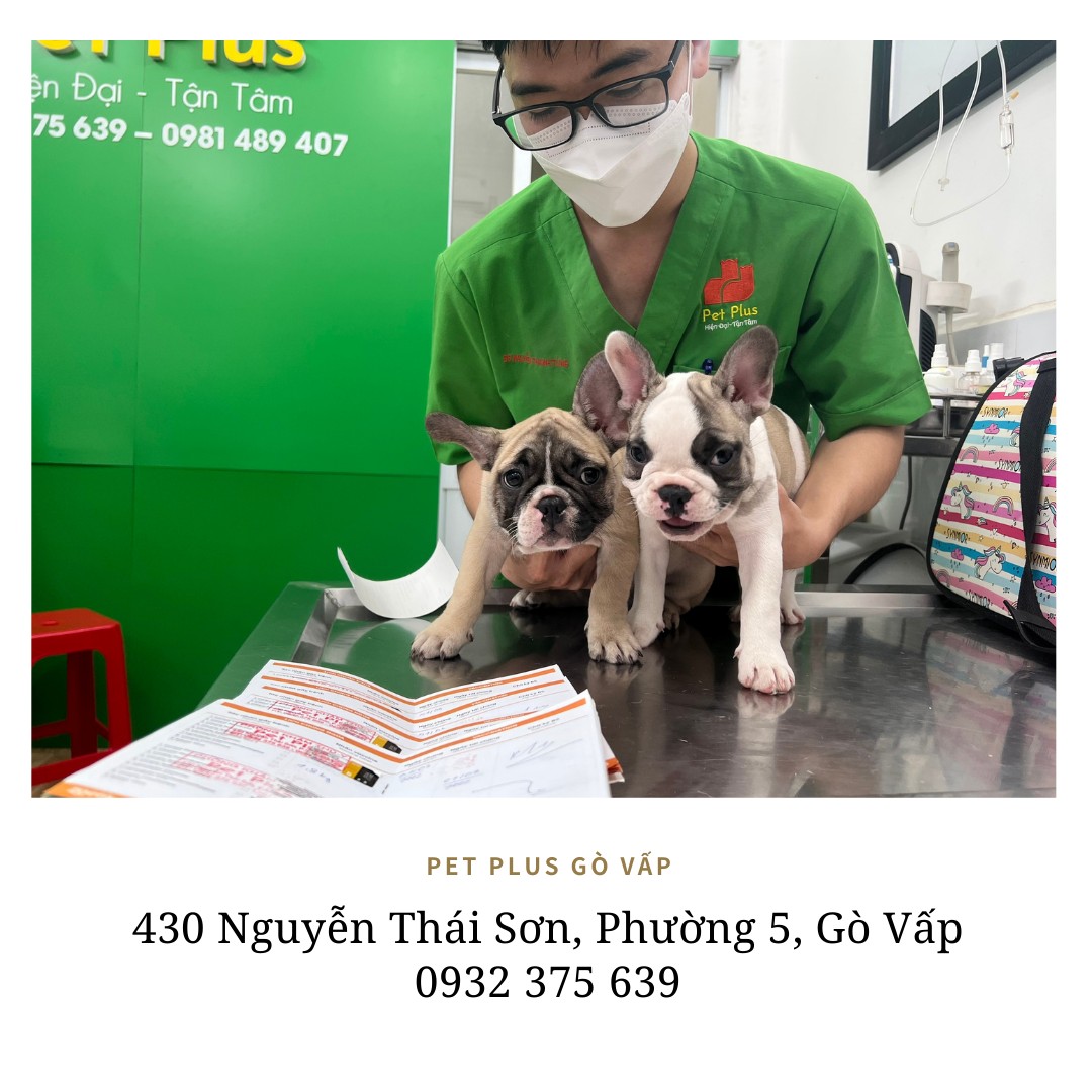 Phòng Khám Thú Y Pet Plus ảnh 2