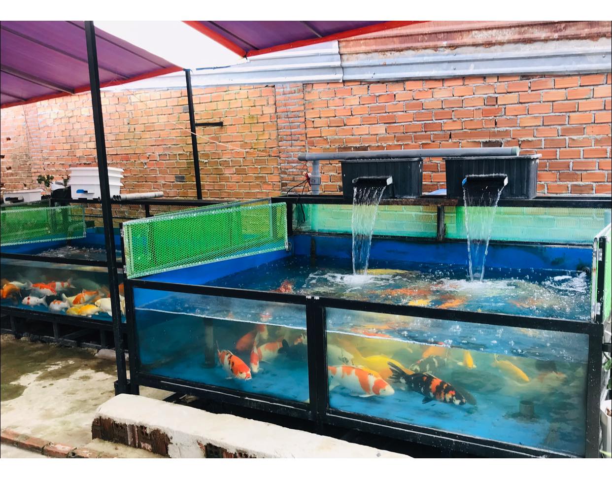 Khang Koi Farm ảnh 2