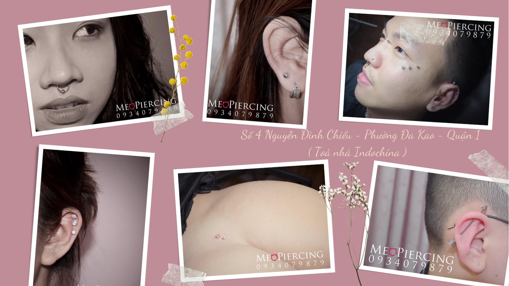 Mèo Piercing - Xỏ khuyên cơ thể ảnh 2