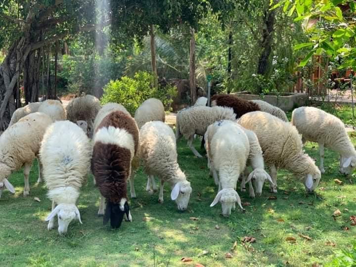 Khu du lịch sinh thái - Đồi Cừu Bưng Riềng ảnh 2