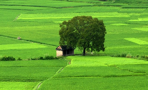 Top 7 Bài văn tả cánh đồng làng vào buổi sáng mùa xuân (lớp 5) hay nhất -  Alltop.vn