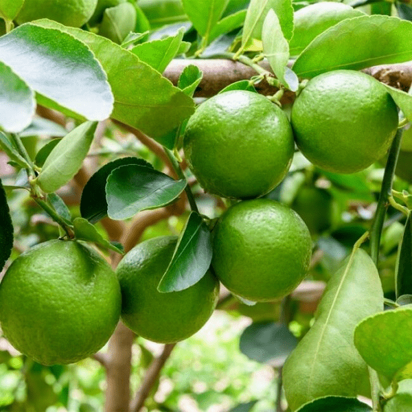 Bài văn tả cây chanh số 1