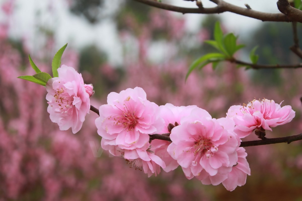 Top 16 Bài văn tả cây hoa đào (lớp 4) hay nhất - AllTop.vn