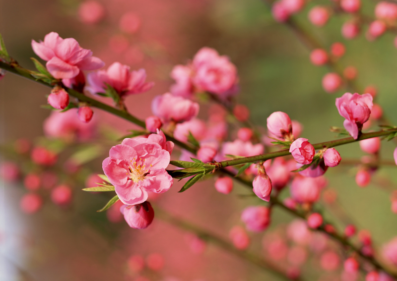 Top 16 Bài văn tả cây hoa đào (lớp 4) hay nhất - AllTop.vn