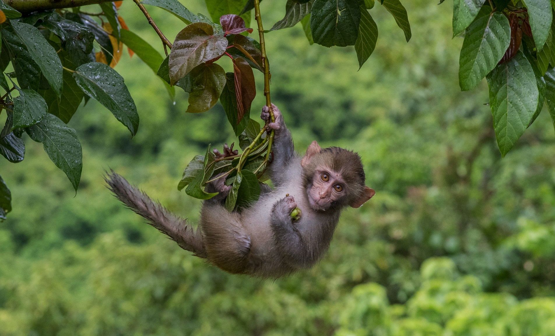 Bạn muốn khám phá sự sống của con khỉ trong vườn thú? Dường như chỉ cần nhìn hình ảnh ấy, bạn sẽ có cảm giác được đưa vào một thế giới hoang dã đầy màu sắc.