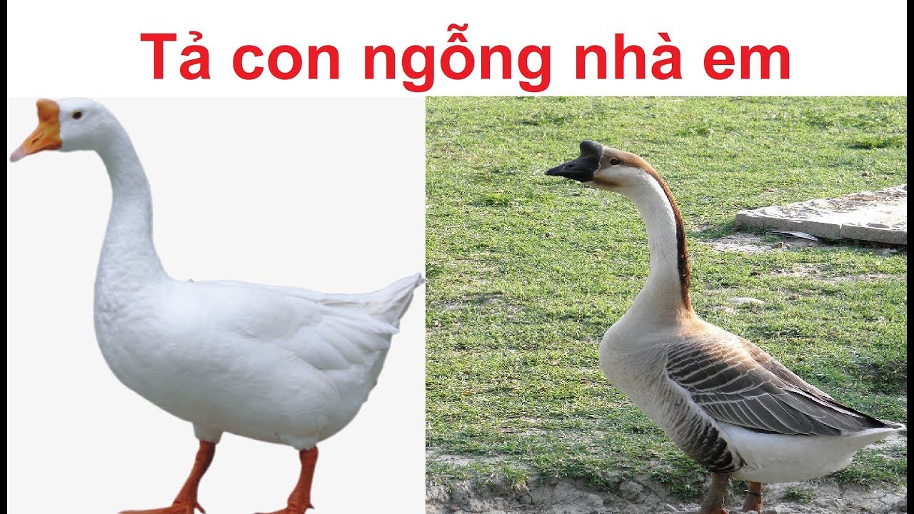 Ảnh minh họa (Nguồn internet) ảnh 1