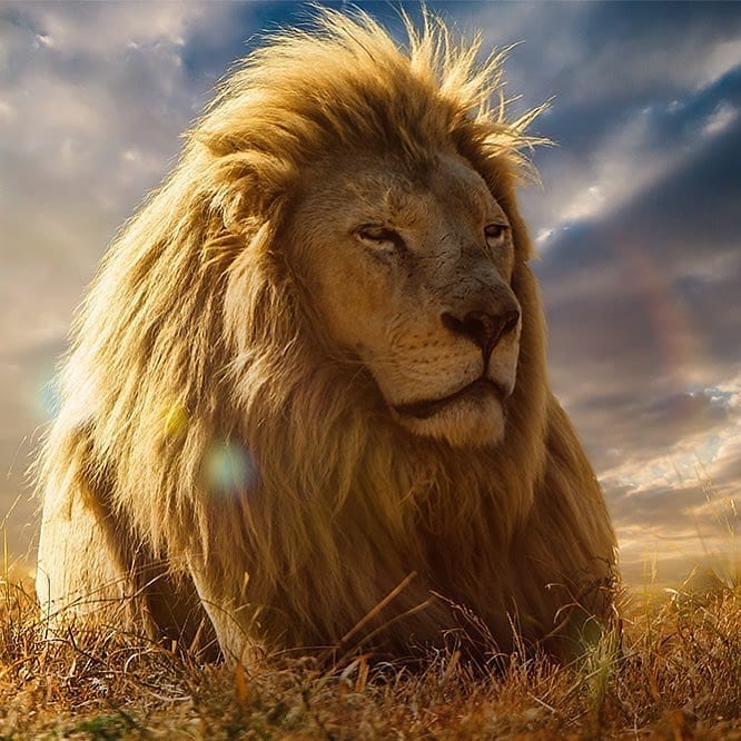 bài văn mẫu tả con sư tử