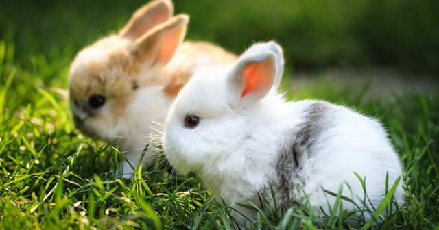 Top 10 Bài văn thuyết minh về con thỏ (lớp 9) hay nhất - AllTop.vn