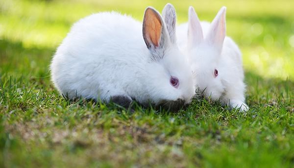 Top 10 Bài văn thuyết minh về con thỏ (lớp 9) hay nhất - AllTop.vn