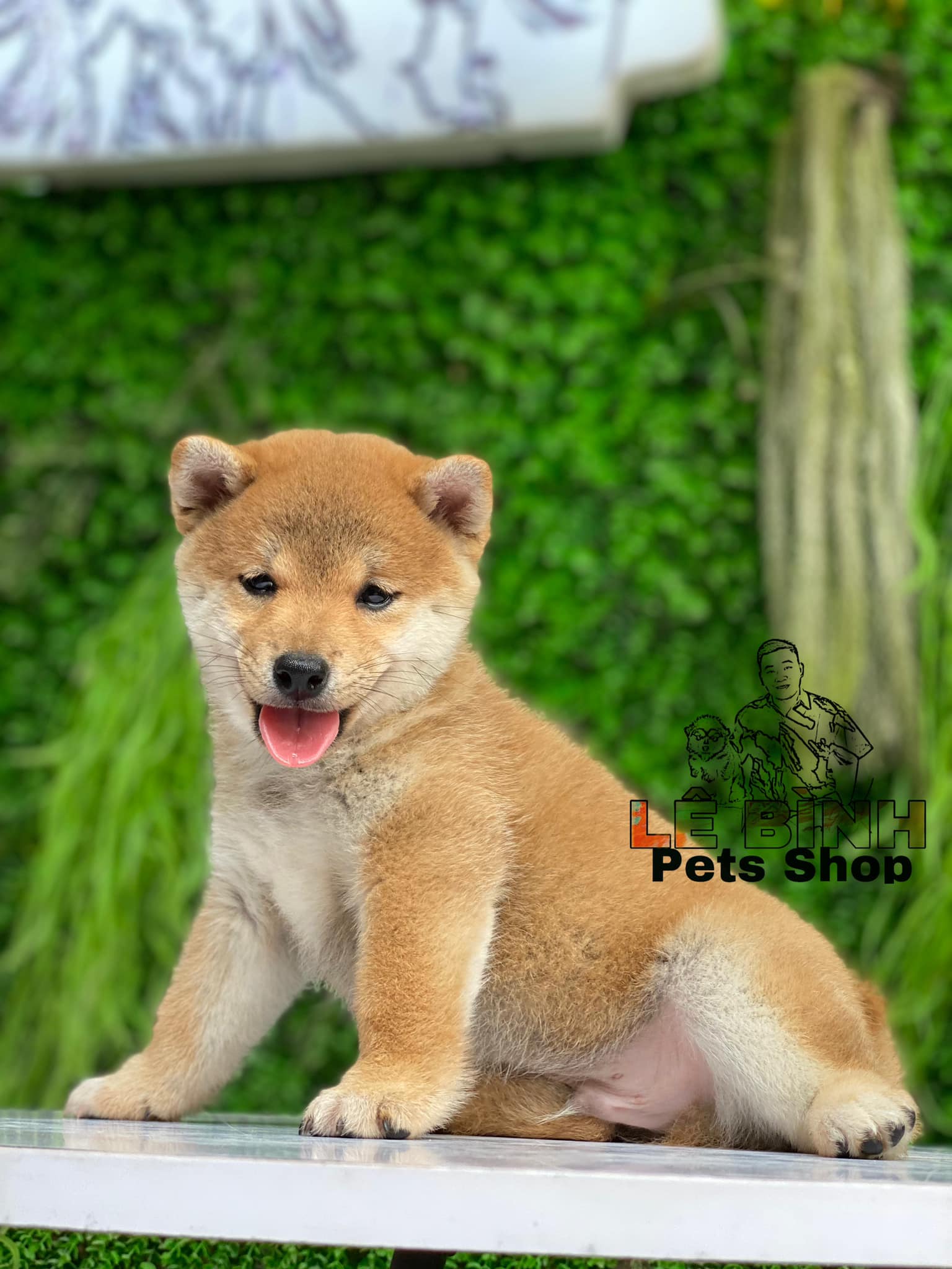 Lê Bình Pets Shop ảnh 2