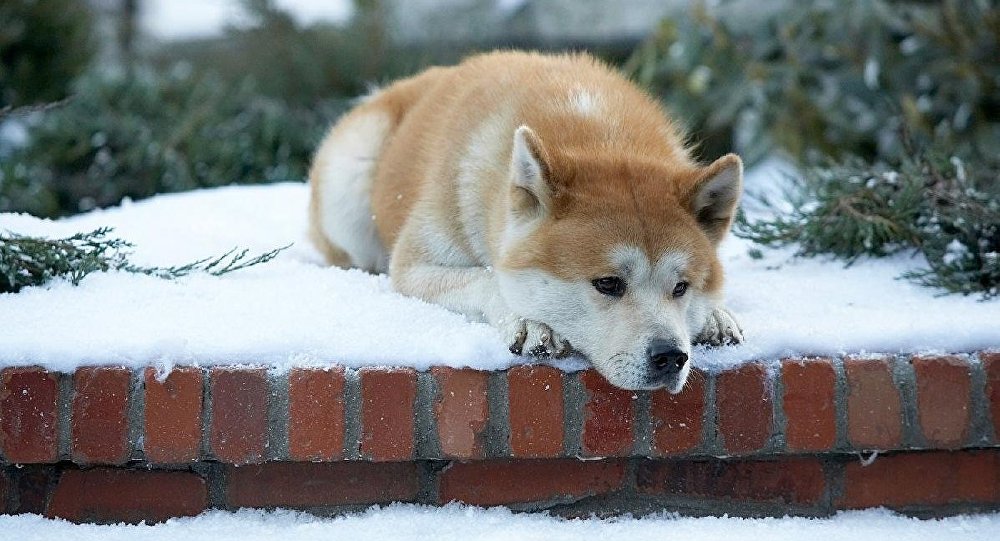 Hachiko - Chú Chó Đợi Chờ ảnh 2