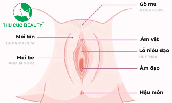 Bệnh Viện Thẩm Mỹ Thu Cúc ảnh 2