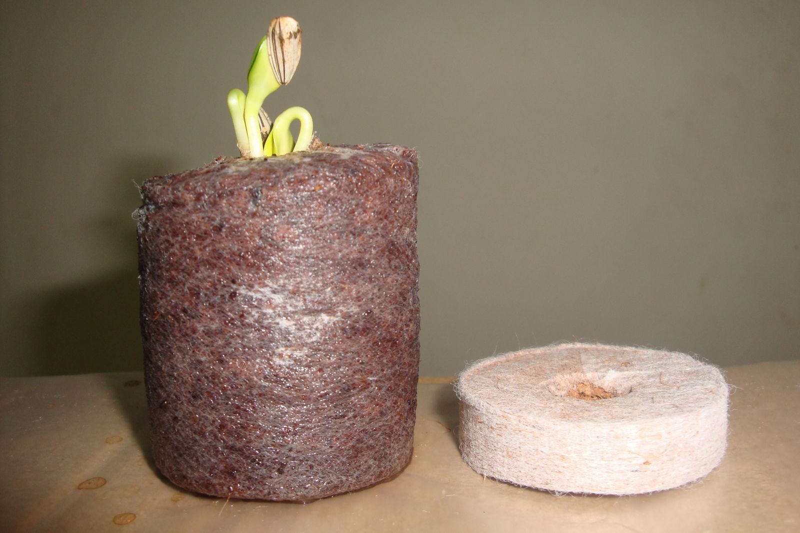 Siêu Thị Hạt Giống ảnh 1