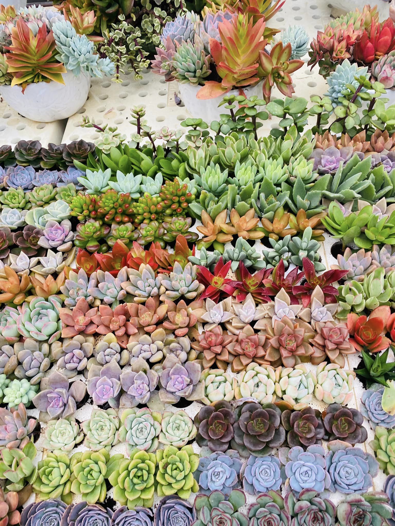 Đà Lạt Succulent Garden ảnh 1