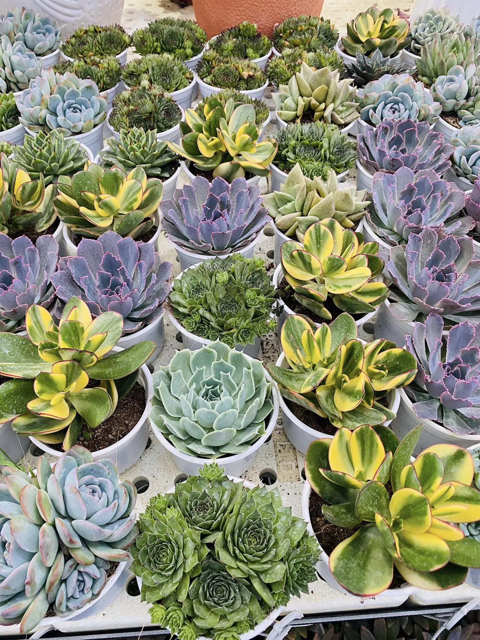 Đà Lạt Succulent Garden ảnh 2