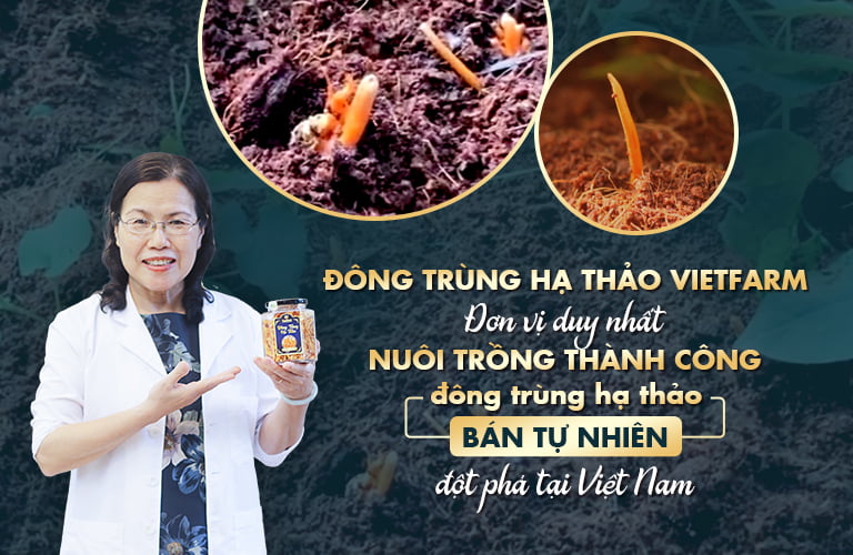 Đông Trùng Hạ Thảo Vietfarm ảnh 1