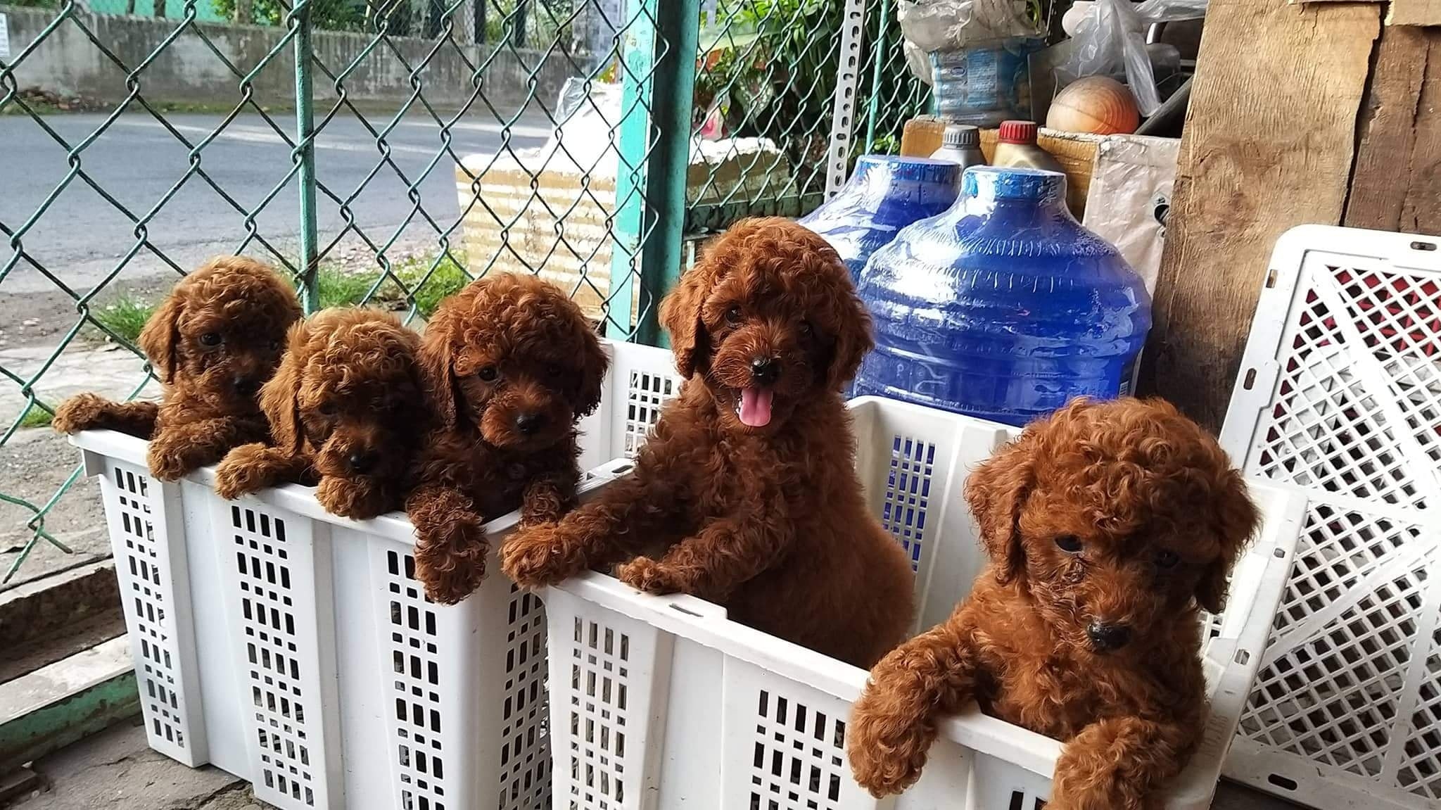 F8 Kennel - Trại chó cảnh TPHCM ảnh 1