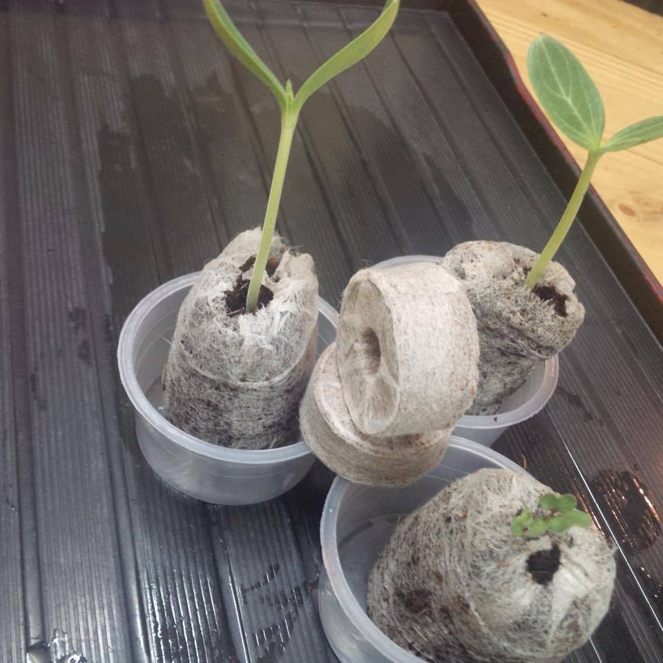 Giống Cây Trồng Hải Đăng ảnh 1