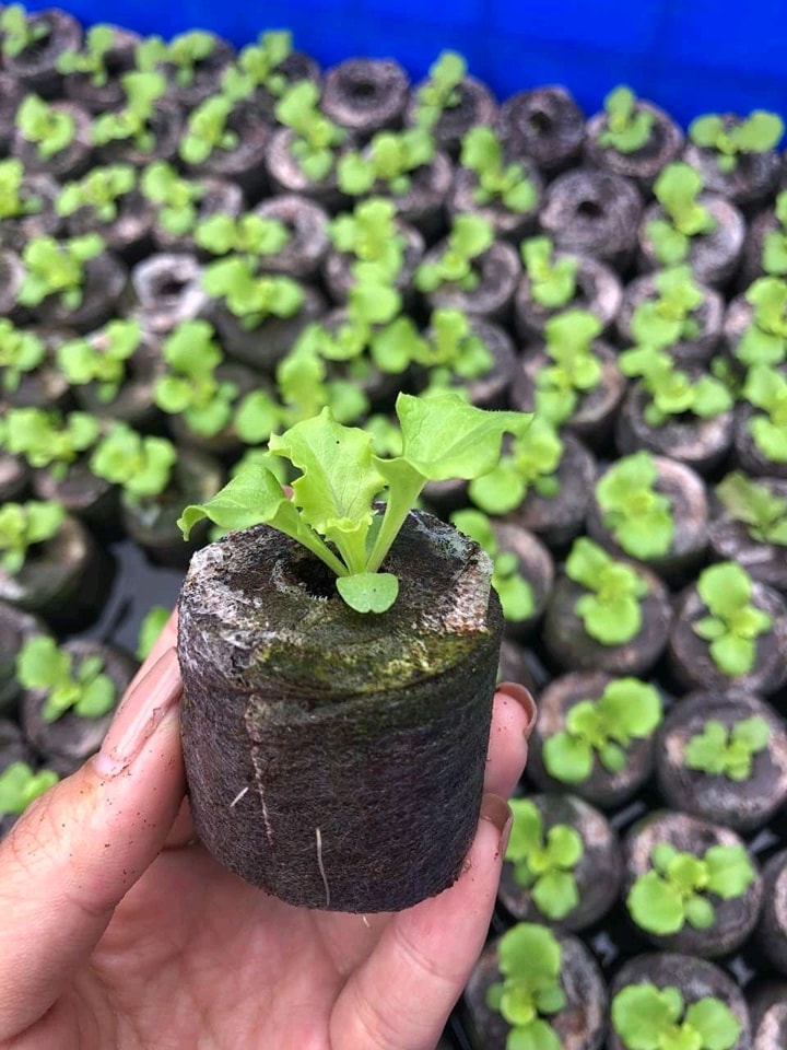 Giống Cây Trồng Hải Đăng ảnh 2