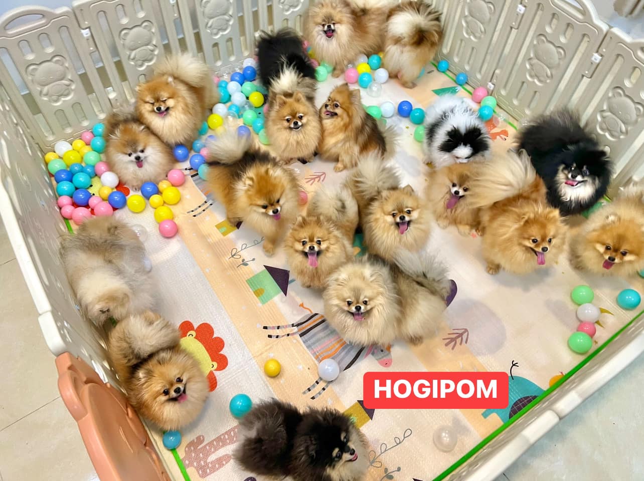 HoGi Pet Shop ảnh 2