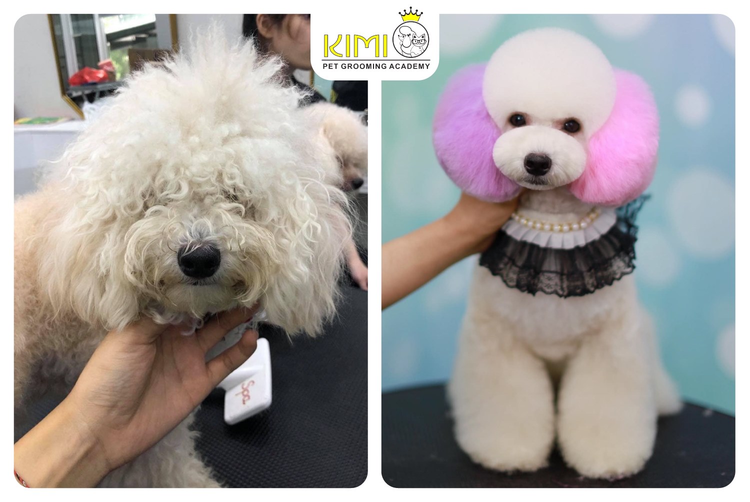 Kimi Pet - Thế Giới Thú Cưng ảnh 2