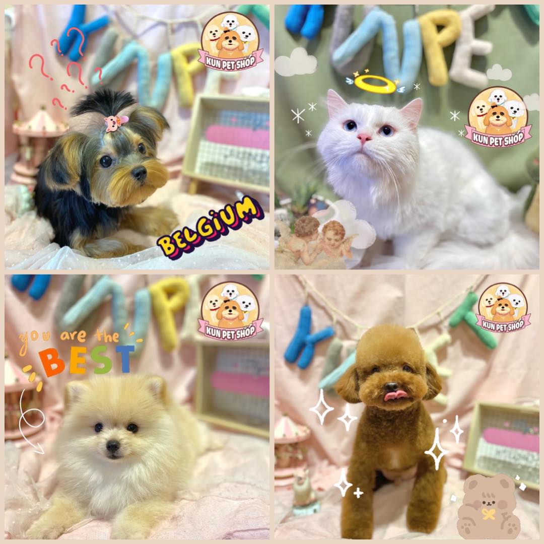 Kun Pet Shop ảnh 2