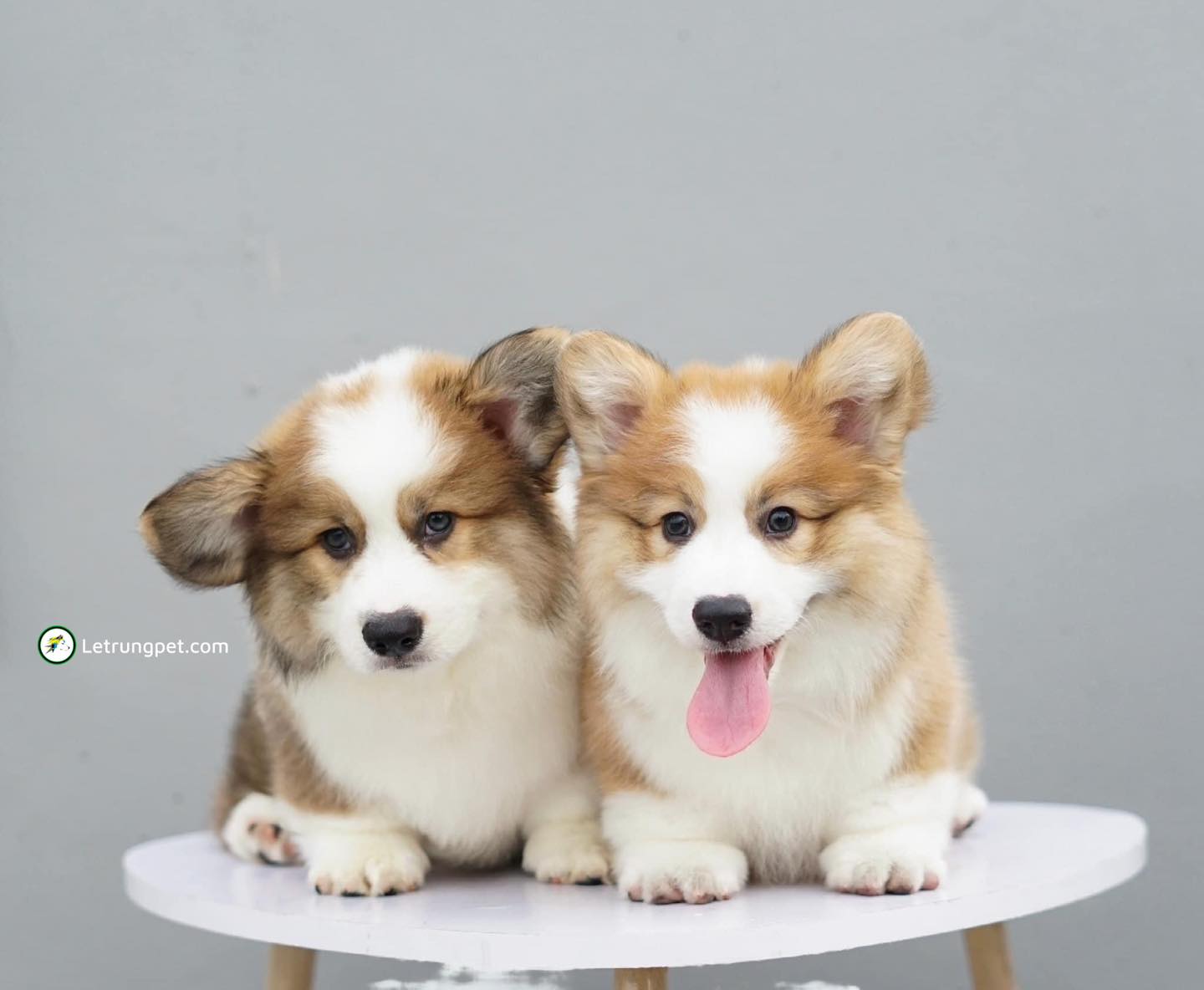 Địa chỉ bán chó Corgi uy tín nhất tại TP. HCM