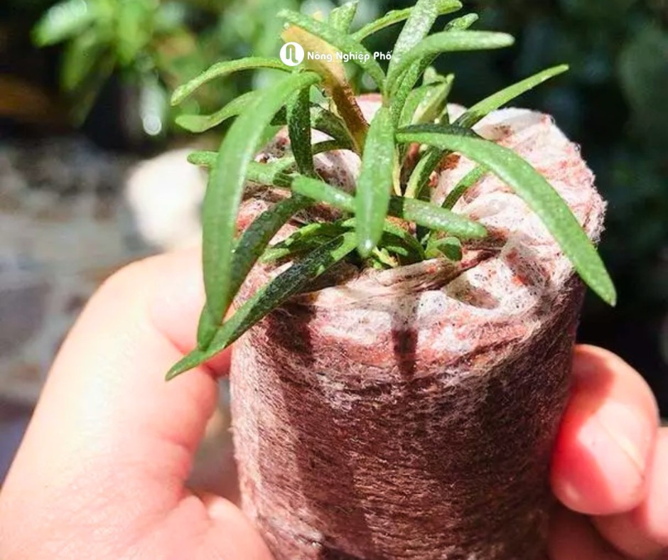 Nông Nghiệp Phố ảnh 2