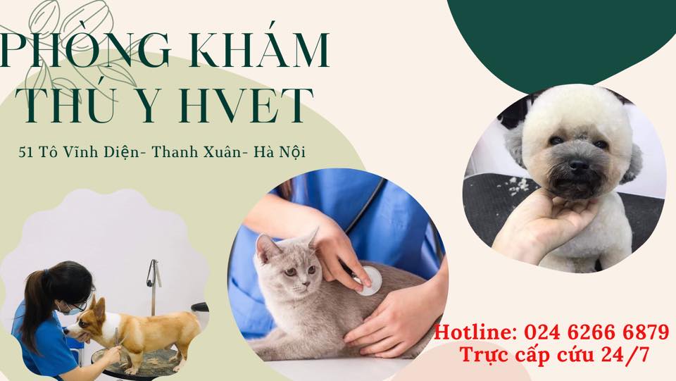 Phòng Khám Thú Y H-Vet ảnh 1