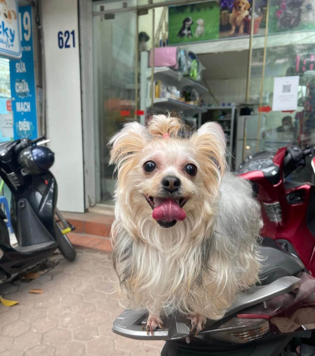 Phòng Khám Thú Y Lucky Pet ảnh 1