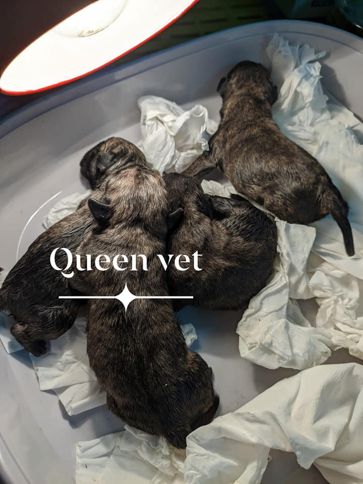 Phòng Khám Thú y Queen Vet ảnh 1