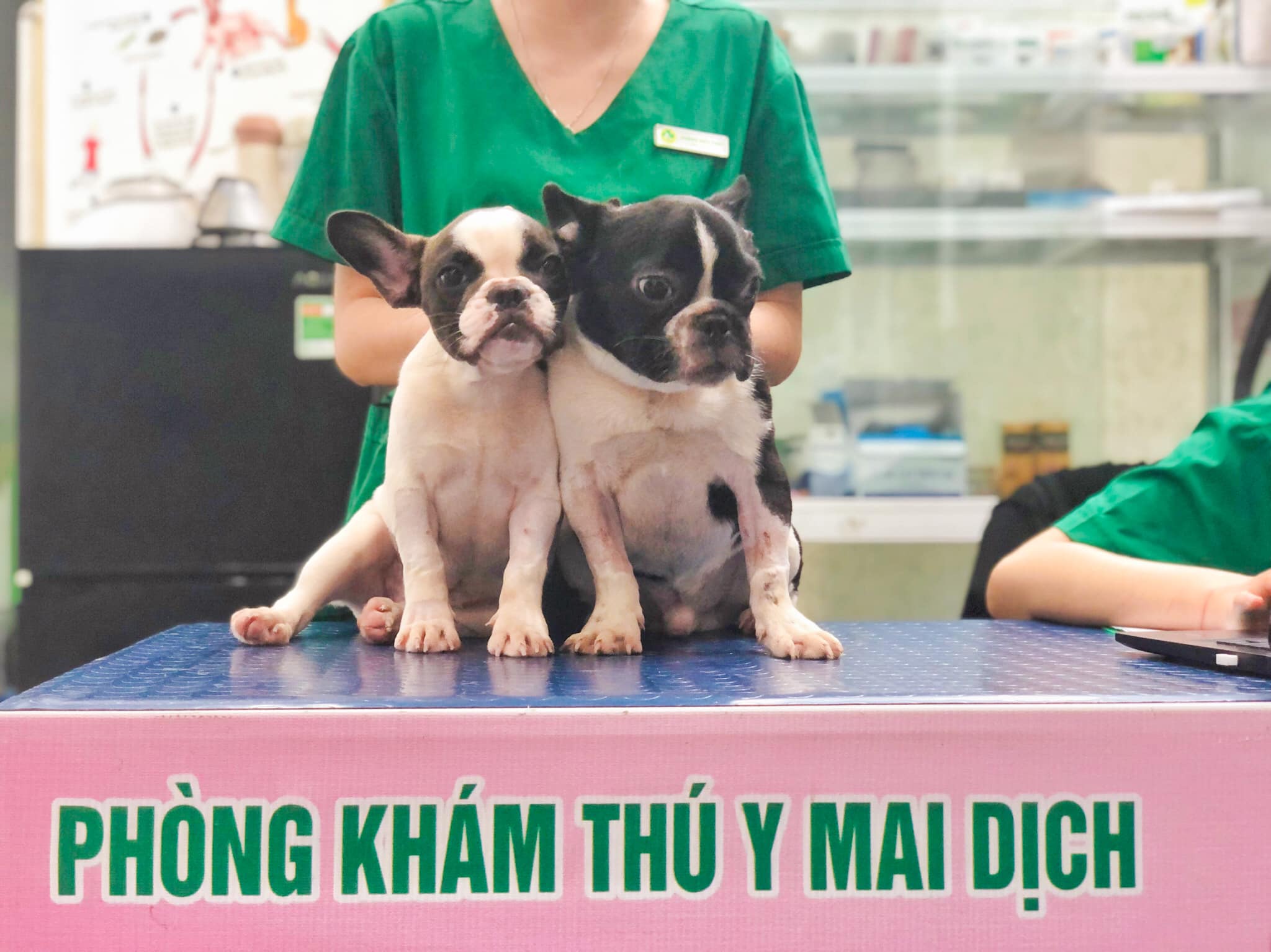 Phòng khám thú y Mai Dịch ảnh 1