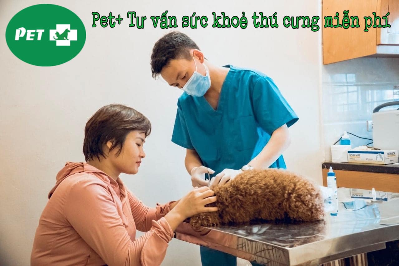 Phòng khám thú y Pet + ảnh 2