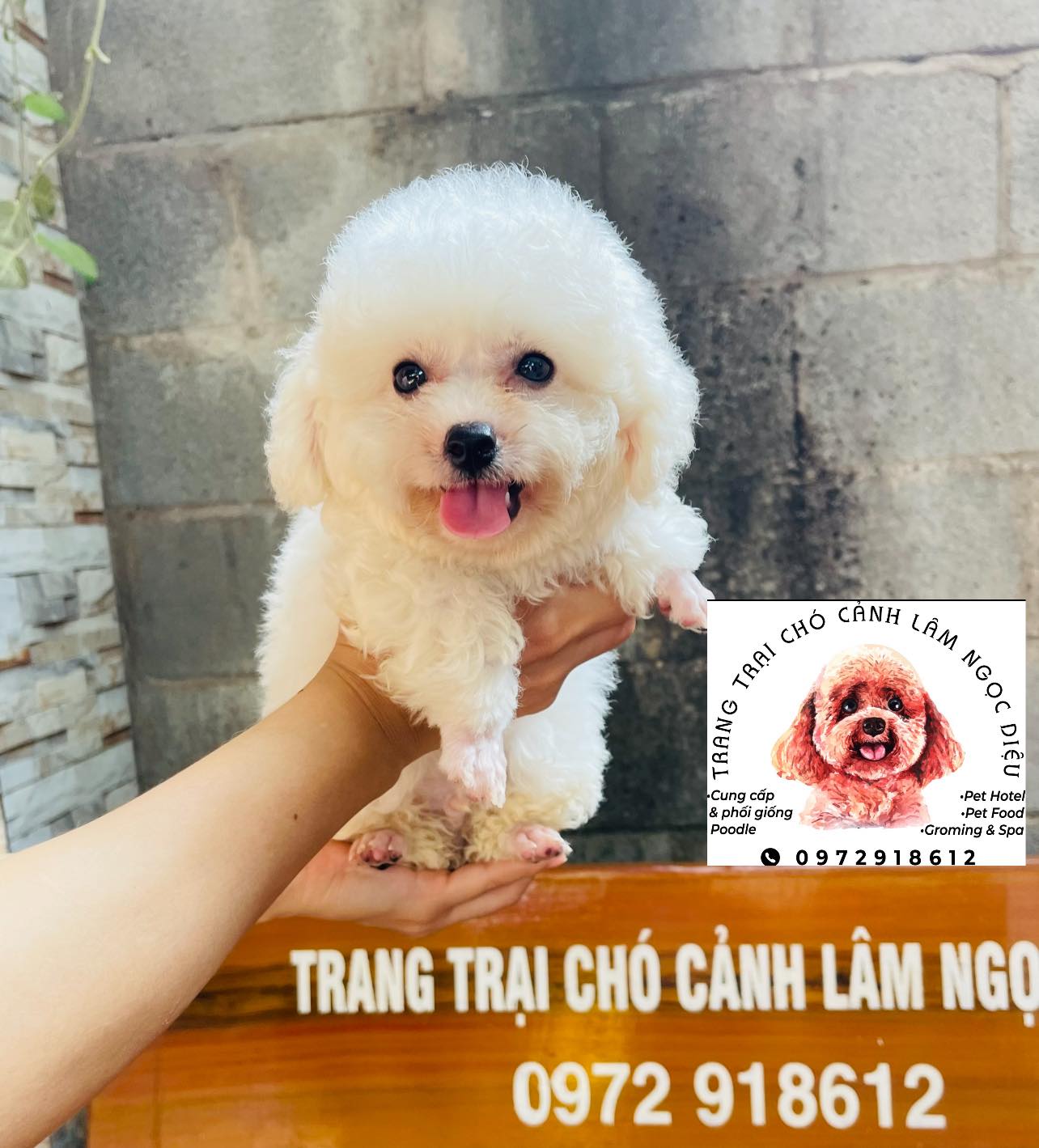 Trang trị chó cảnh Lâm Ngọc Diệu ảnh 1