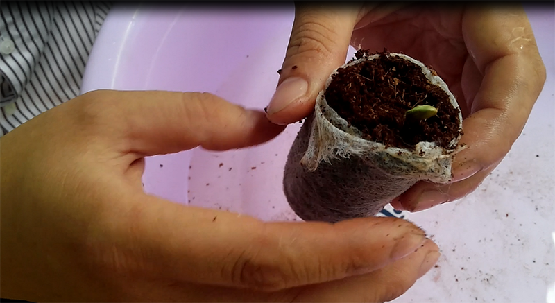 Trồng rau đô thị ảnh 2