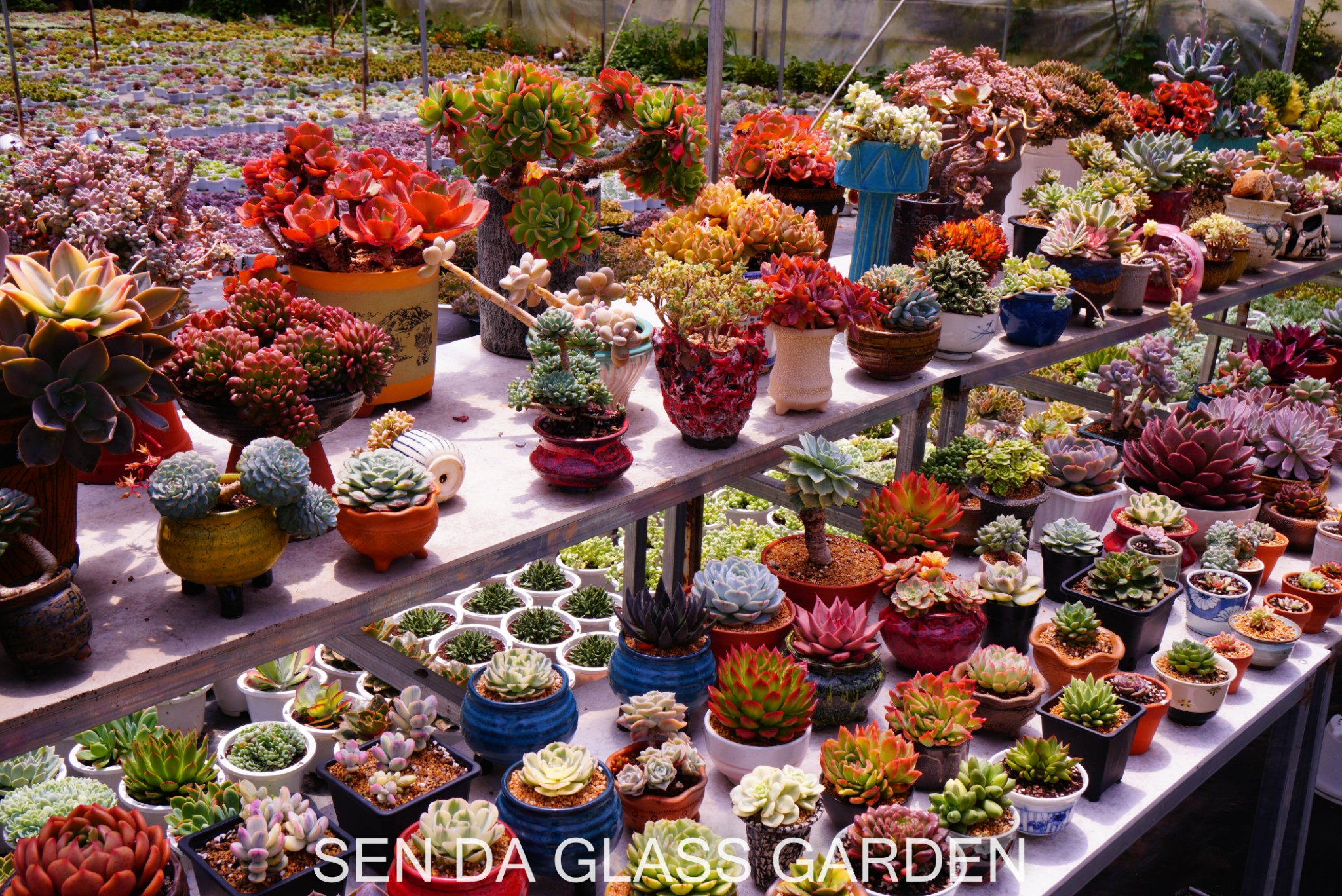 Vườn Sen Đá Glass Garden ảnh 2