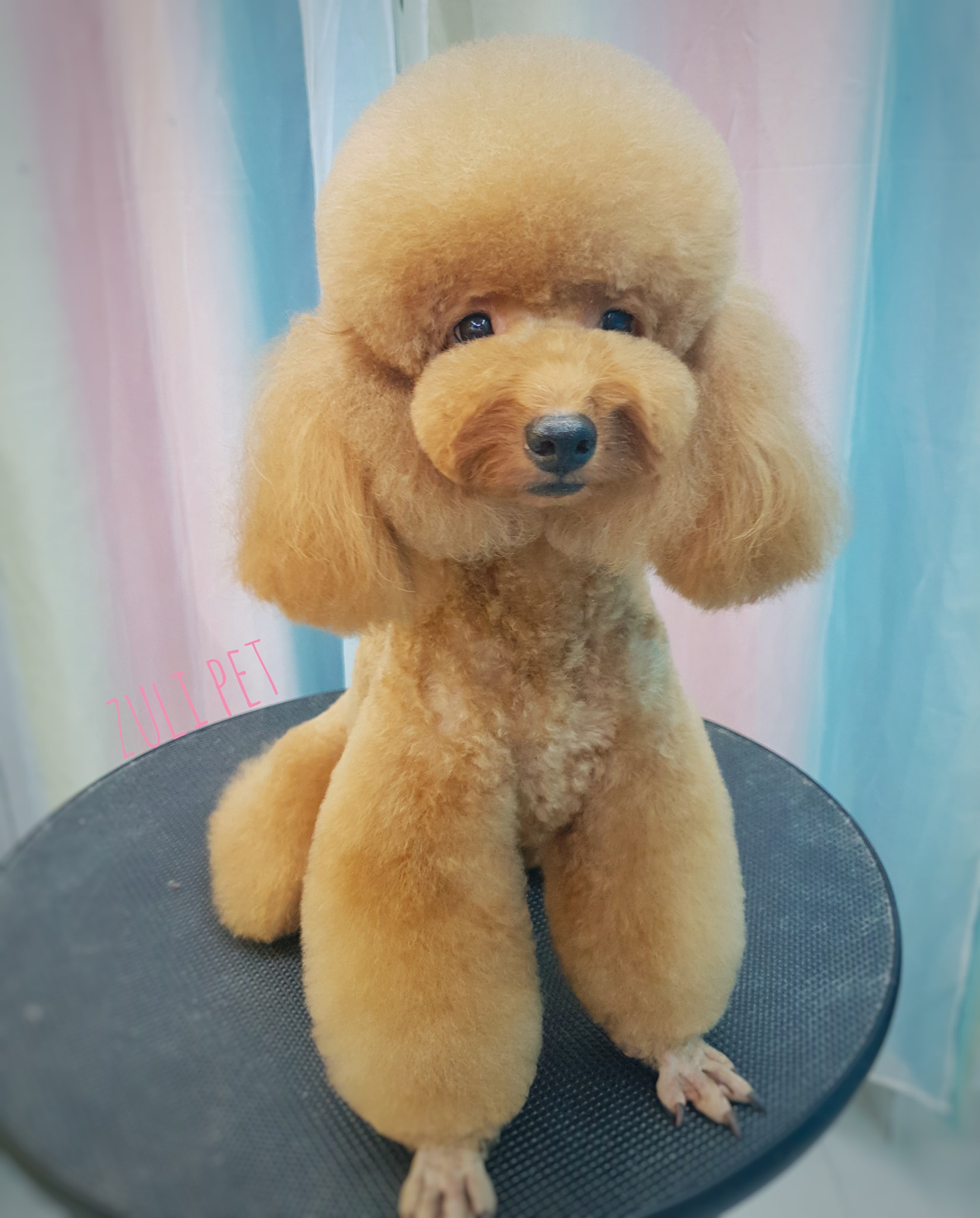 Zuli - Pet Salon & Store ảnh 2