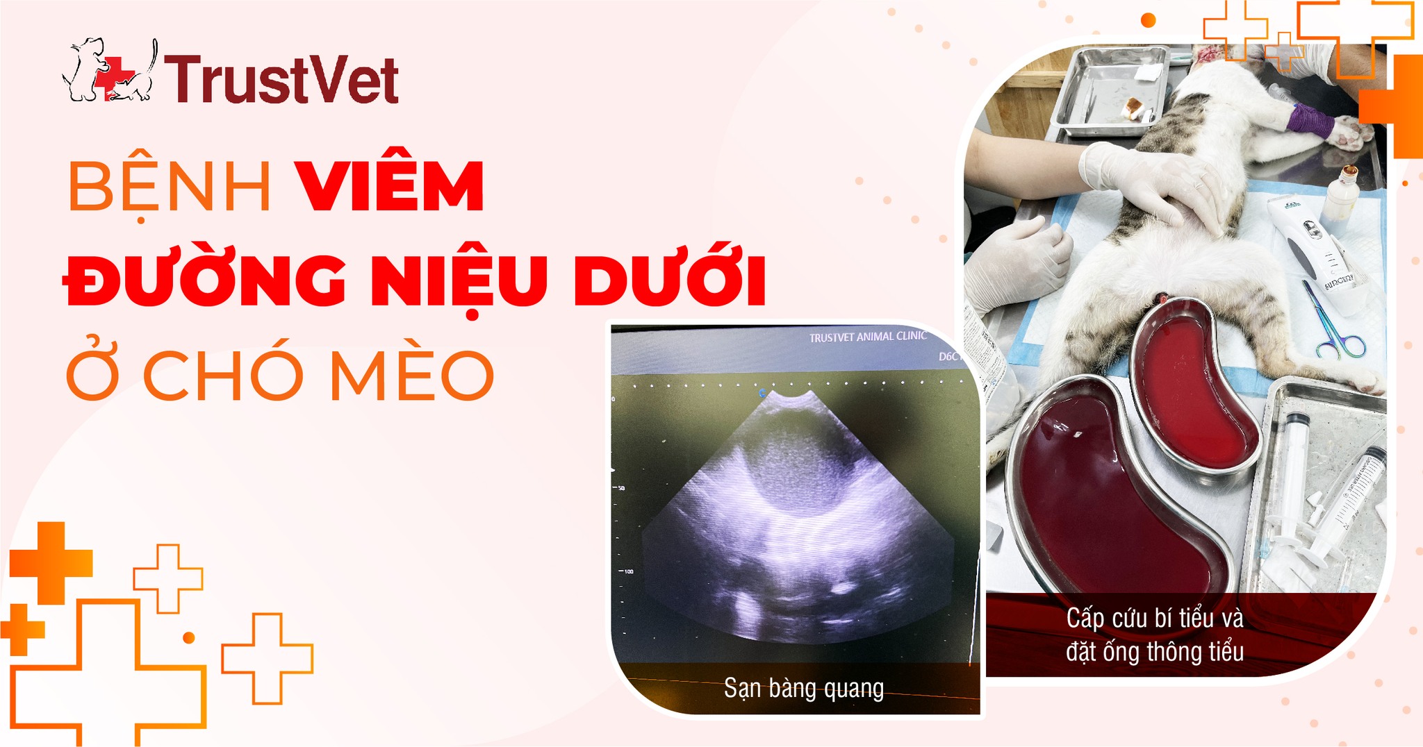 Bệnh Viện Thú Y TrustVet ảnh 3