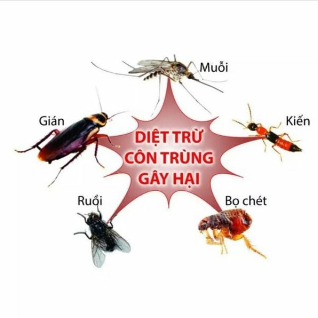 Dịch vụ diệt kiến Thành Công ảnh 2