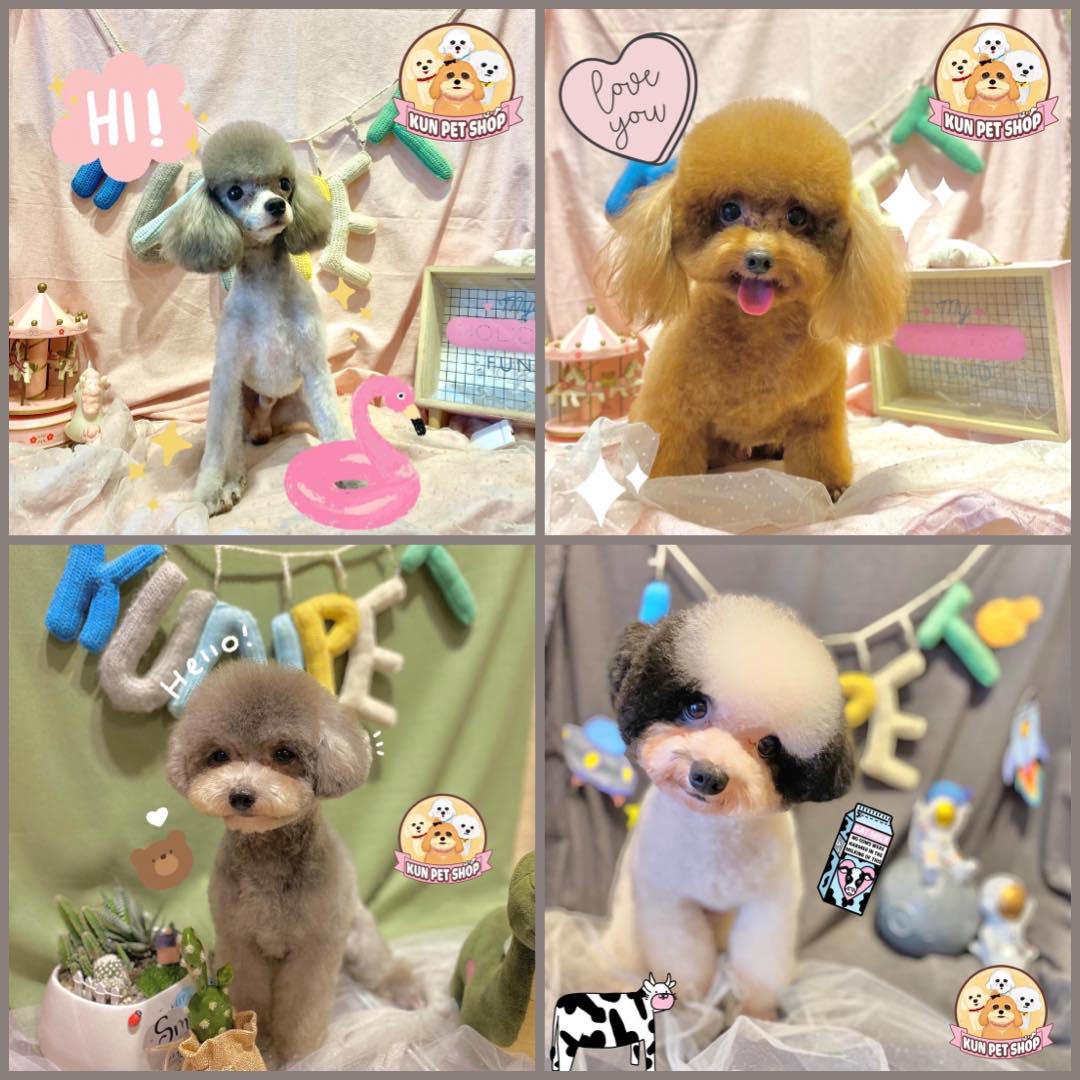 Kun Pet Shop ảnh 3