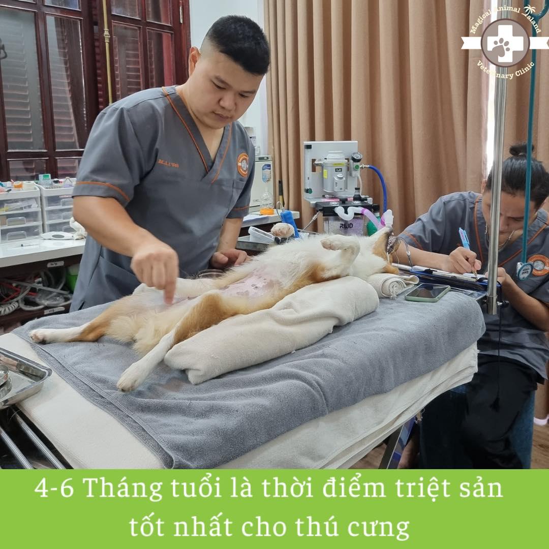 Phòng Khám Thú Y M.A.I ảnh 2