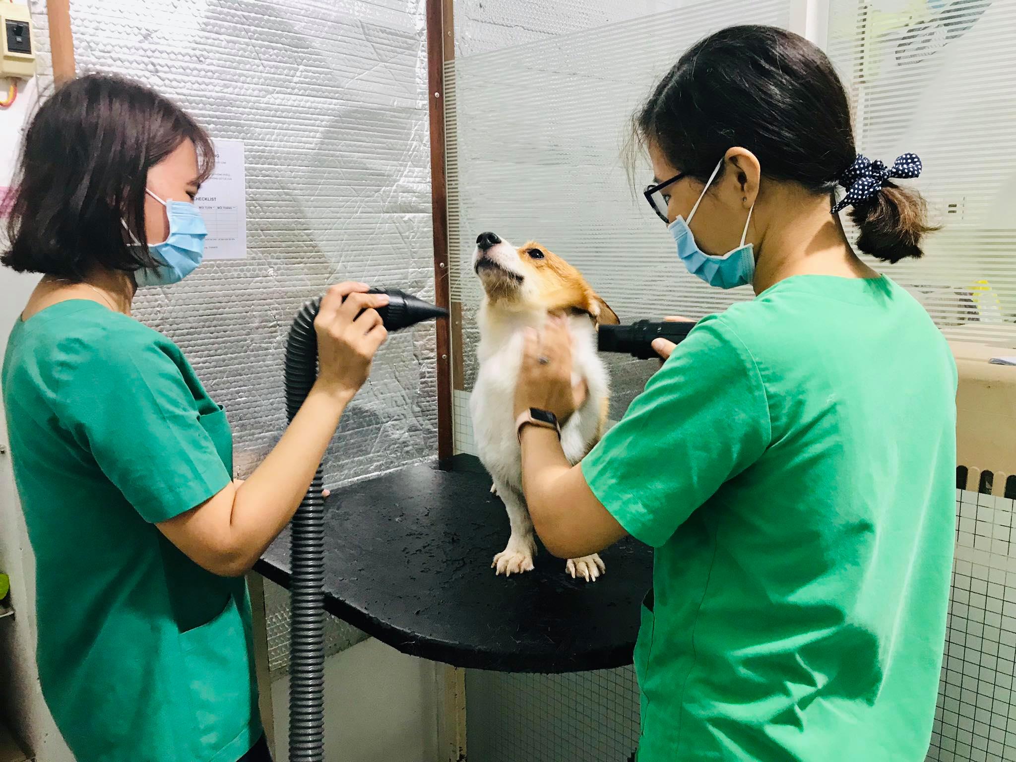 Bệnh Viện Thú Y Petcare ảnh 1