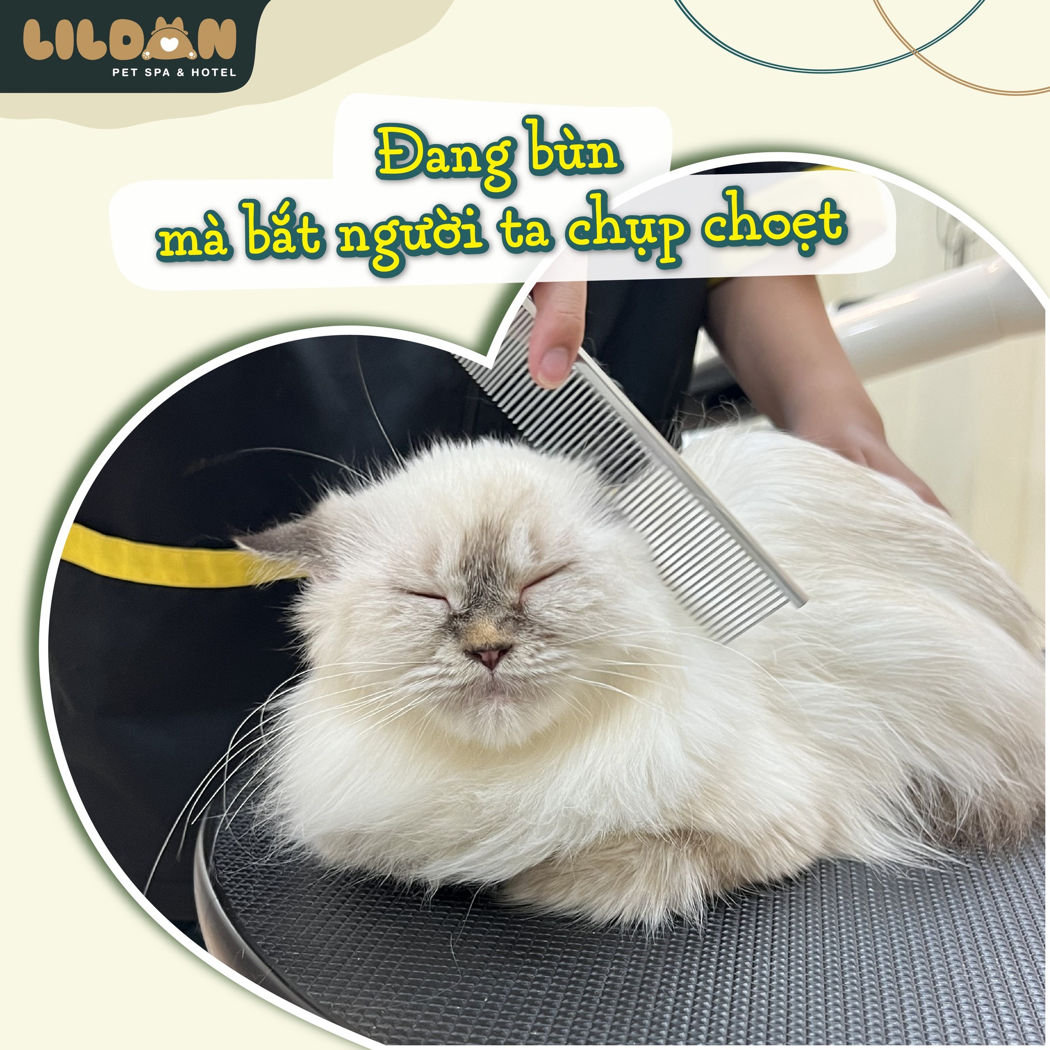 Lildan Pet Spa & Hotel ảnh 1