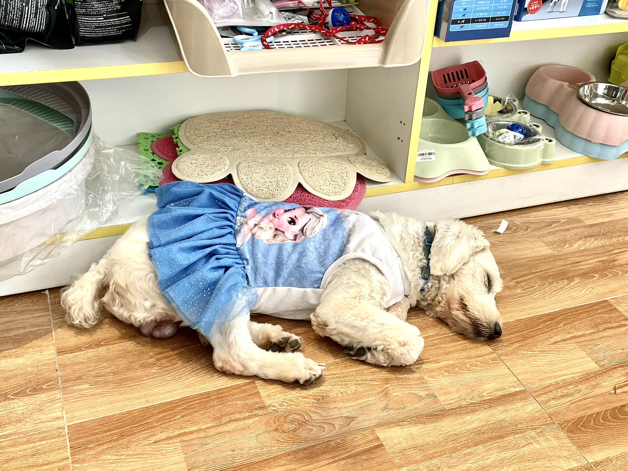 Okyo Pet House ảnh 2