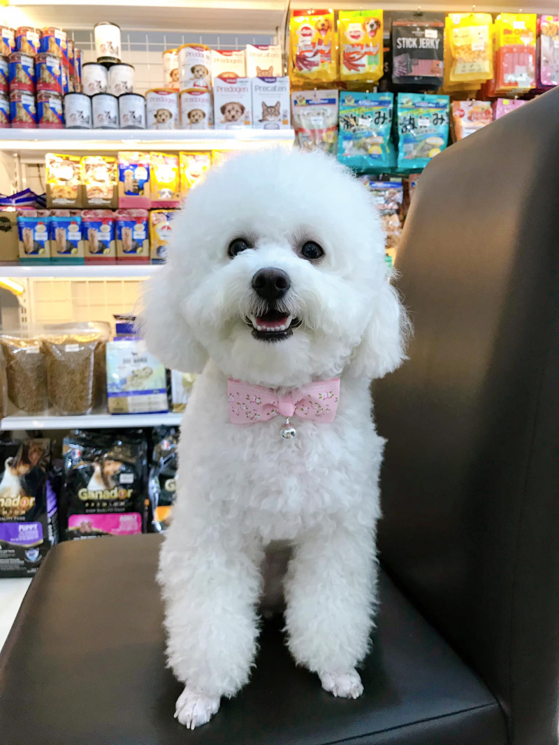 XU BÔNG Pet Shop ảnh 3