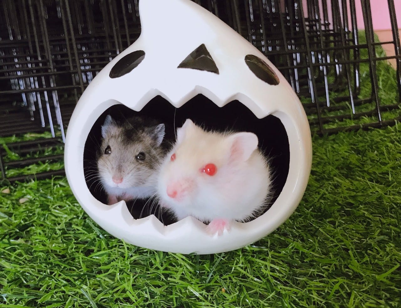Pet shop TITAN ảnh 1