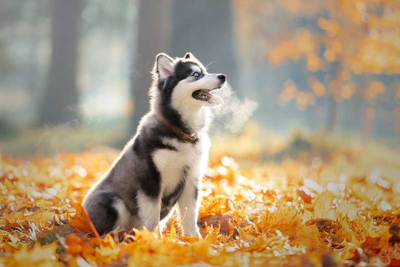 Địa chỉ bán chó Husky uy tín nhất TP. HCM