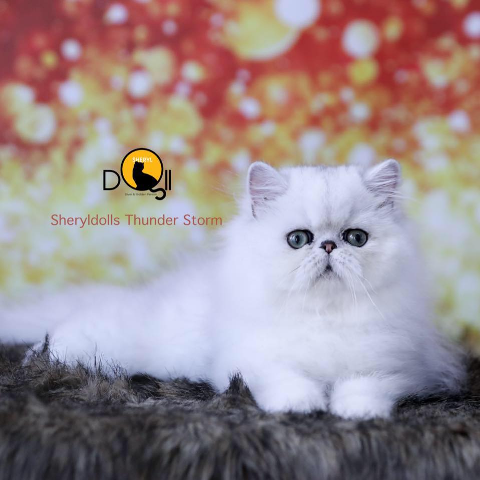 Sheryldolls Cattery ảnh 2