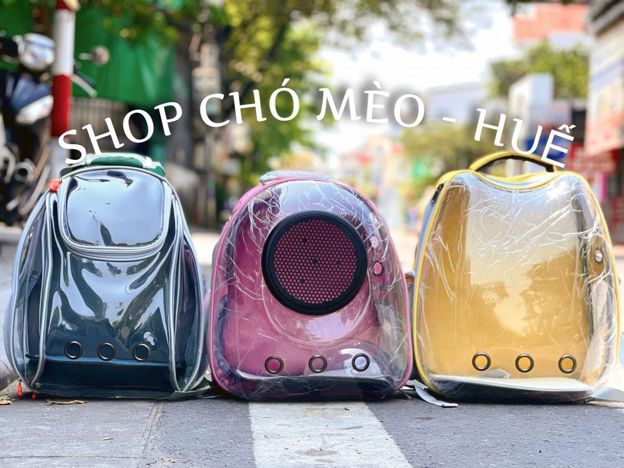 Shop Chó Mèo- Huế ảnh 2