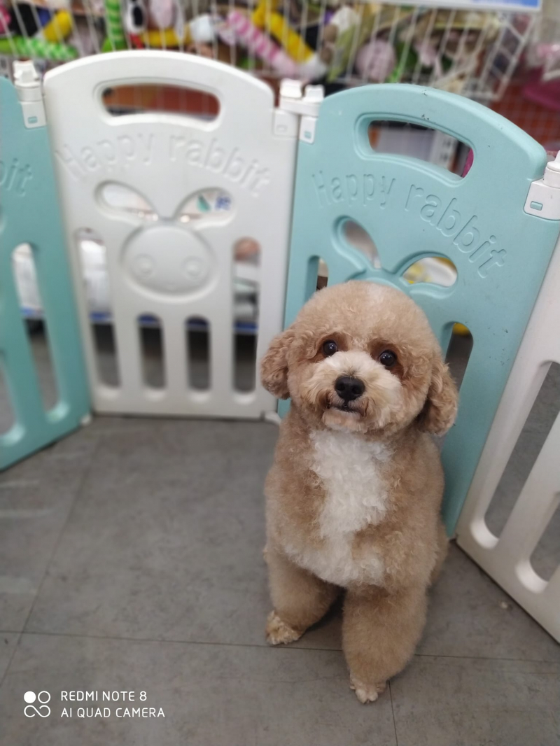 Oscar Petshop ảnh 2